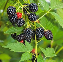 Big Daddy Thornless Blackberry Plant, Live Plant 4 inches Tall - £15.72 GBP