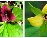 3 Trillium Sulcatum Bare rootstock Bulbs Woodland Wildflowers - £35.29 GBP