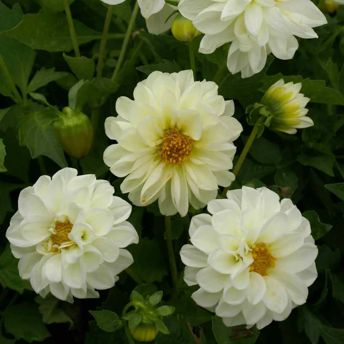 15 Seeds Dahlia Opera White Fresh Flower - $9.80