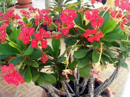 2 live cuttings - Euphorbia milii (Christ Plant, Christ Thorn, Crown of ... - $11.00