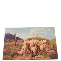Postcard Desert Cholla Cactus Giant Saguaro Posted Chrome - $4.15