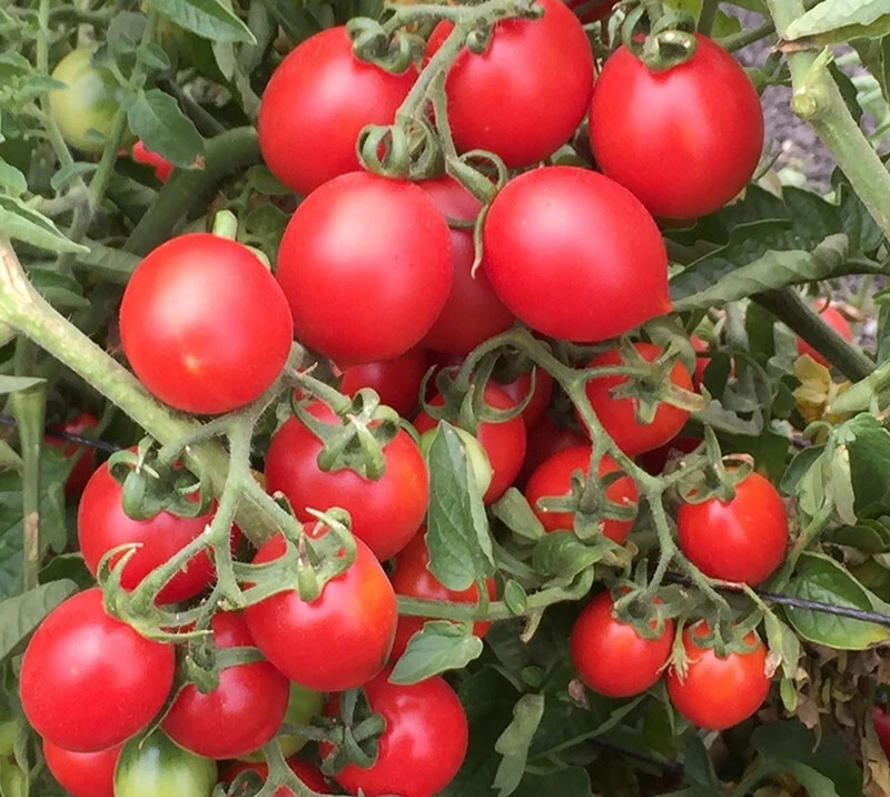 50 Seeds Grappoli D&#39;Inverno Tomato Heirloom Vegetable Tomatoe Garden Edible - $5.18