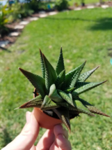 Haworthia Limifolia - Fairy Washboard - Haworthiopsis Succulent Rooted 2... - $7.91