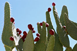 1 Cutting, Cow Tongue Cactus Opuntia engelmannii linguiformis Prickly Pear Nopal - £62.76 GBP