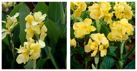 2 Bulb Rhizomes YELLOW FUTURITY Dwarf Canna Lily Flower A TASTE OF THE T... - £36.05 GBP