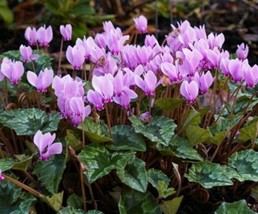 Cyclamen Hederifolium Hardy Cyclamen Blooms 1 Bulb Fresh Seeds Fast Shipping - £20.63 GBP