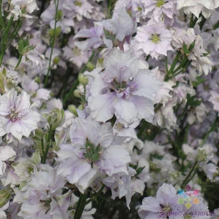 200 Fancy Smokey Eyes Delphinium Seeds Fresh Seeds - $9.86