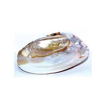 6 Shell Incense Burner - $5.75