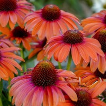 50 Orange Coneflower Seeds Echinacea Flower Perennial Flowers Seed - $18.49