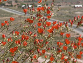 Apricot DESERT GLOBEMALLOW Mallo Flower 20 Seeds - £7.83 GBP