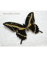 Rumiko Western Papilio Cresphontes Swallowtail Butterfly Entomology Shad... - $85.56 CAD