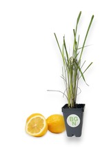 Lemongrass - Cymbopogon citratus - Live plant - Lemon Grass - Great for ... - $333.03 MXN