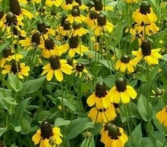 Seeds 500 Clasping Coneflower Rudbeckia Annual Wildflower Bees Grow Easy - £5.37 GBP