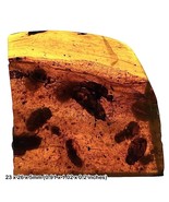 Burmese Amber Fossil with Multiple Beetle Insect Inclusions, UV Fluoresc... - £119.38 GBP