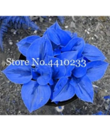 Shade Perfection Hosta: Best Choice for Shaded Areas - $67.33 MXN