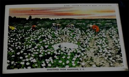 Vintage Color Tone Postcard, Cotton Pickers at Work, Dixieland S. Caroli... - £2.36 GBP