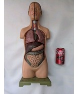 Somso Anatomical Model Small Male Torso Head Anatomy 1/2 Size 503-1 04 H... - $510.06 CAD