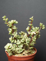 PORTUCALARIA AFFRA  variegated rare elephant bush mini jade tree bonsai 4&quot; plant - £7.98 GBP