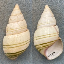 #3 Liguus fasciatus delicatus 52.7mm F/+ Upper Hammock, Lower Matecumbe Key - £11.91 GBP