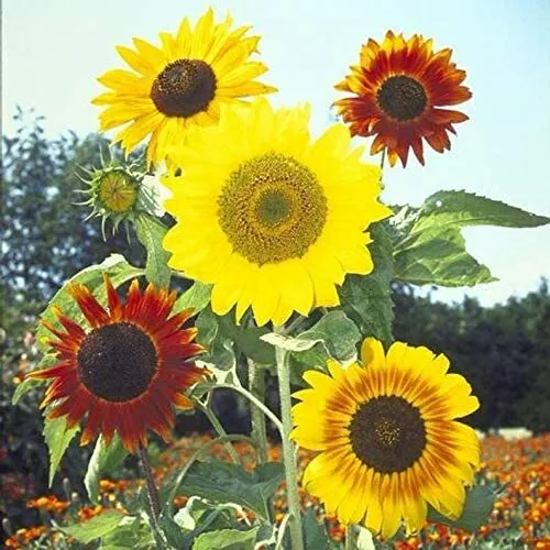 50 Mardi Gras Mix Sunflower Seeds For Planting Great For Hummingbird Butterfly F - £17.89 GBP
