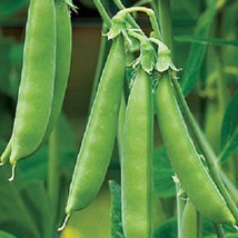 USA Seller 100 Pea Seeds Sugar Ann Snap Pea Vegetable Seeds - £15.00 GBP