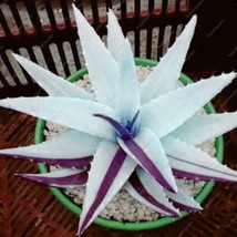 Rainbow Aloe Mixed Excellent Succulent Plants, 200 SEEDS D - $304.51 MXN