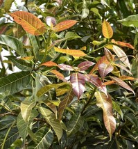 20 seeds - White Fig Tree Seeds -Ornamental Tropical Plant- RARE  - $3.99