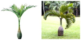 40 Pcs Exotic Bottle Palm Seeds Tropical Ornamental Tree Plant Color Dark Green - £13.43 GBP