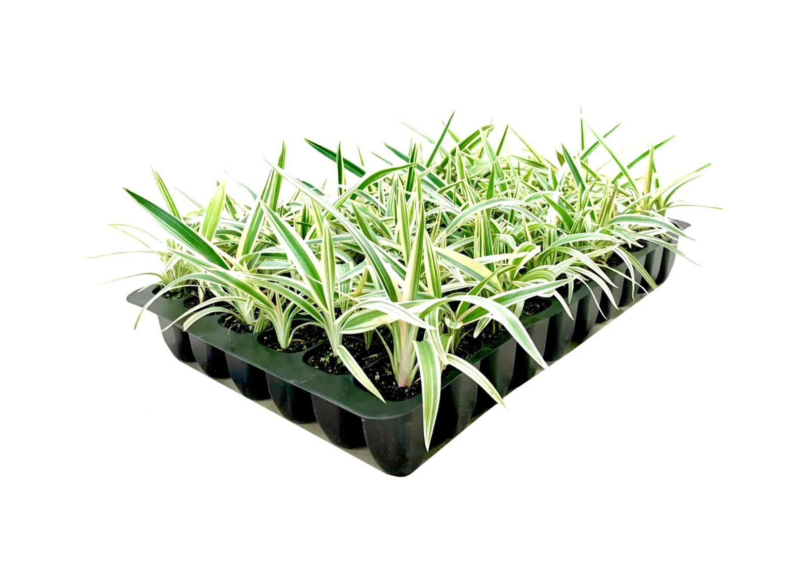 Flax Lily Dianella Tasmanica Variegata Live Plants Shade Loving Groundcover - £32.69 GBP