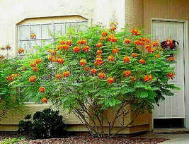 10 Seeds Dwarf Poincianas Red Bird Of Paradise Mexican (C. Pulcherrima)  Sell US - £8.77 GBP