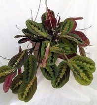 6&quot; Hanging Basket Pot Maranta Red Prayer Live Plant Easy to Grow House Plant  - £69.32 GBP
