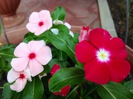 LimaJa 50 + PURE SEEDS Cape Madagascar Periwinkle Mix Vinca Rosea Balcony Pereni - £4.75 GBP