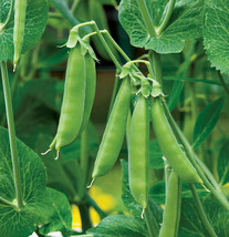 USA SELLER Sugar Daddy Snap Pea Asian Snow Peas Vegetable Free Shipping - £9.70 GBP