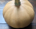 Seminole Pumpkin Seeds Heirloom 15 + Usa - £4.73 GBP
