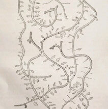 1903 Pine Bark Beetle Destruction Wood Engraving Agriculture Larval Mine... - $19.99