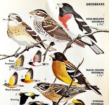 Grosbeaks 4 Varieties And Types 1966 Color Bird Art Print Nature ADBN1p - $369.97 MXN