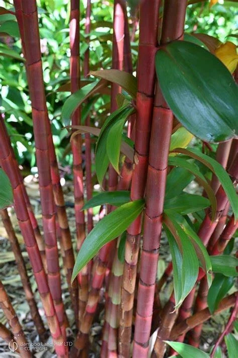 50 Red Stem Bamboo Seeds Privacy Plant Garden Clumping Shade Screen US S... - $11.71