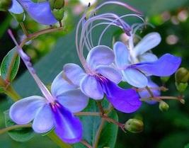 Clerodendrum ugandense &quot;Blue Butterfly Bush&quot; Rotheca myricoides Live plant - £20.38 GBP