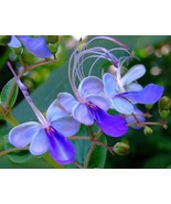 Clerodendrum ugandense &quot;Blue Butterfly Bush&quot; Rotheca myricoides Live plant - €22,60 EUR