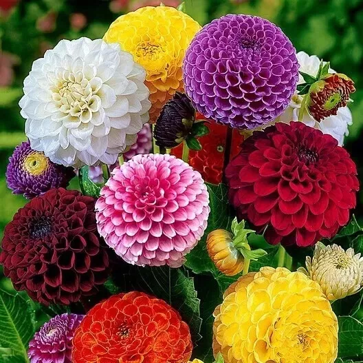 New Fresh Dahlia Seeds Buy 20 Get 20 Vibrant Color Flowerbed - £8.22 GBP
