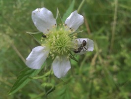 50 seeds White Avens Geum Canadense Swift Growth Plant Heirloom Seeds Now - $8.35