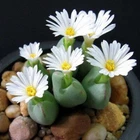 100pcs/pack Mixed White Flower Lithops Seeds, Succulent Plants - $4.00