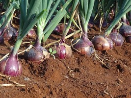 Red Creole Onion 150 - 10K Seeds Short day Pint Root Rot resis long shel... - $39.99 MXN+