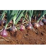 Red Creole Onion 150 - 10K Seeds Short day Pint Root Rot resis long shel... - $2.11+