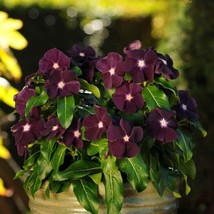 Periwinkle Vinca Blackberry Flower Seeds For Containers Gardens 100 Seeds Fresh  - $18.99