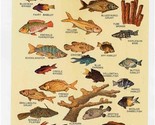 NCL Dive In Fish Identification Chart Norwegian Caribbean Lines 1984 - £33.23 GBP