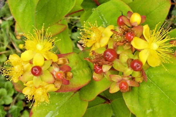 St Johns Wort 1000 Seeds Hypericum Anderosaemum Hardy Antidepressant Bul... - $6.38