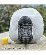 Reedop Trilobite Fossil, Morocco, Devonian, Genuine - £66.29 GBP