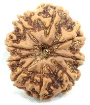 Super Collector size 9 mukhi rudraksha - 26.58 mm - Nepal - Lab Certified - $173.25