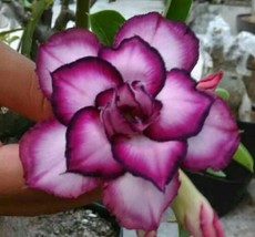 4 pcs DBL White Purple Desert Rose Seedss Adenium Obesum Flower Perennial Seeds - £11.71 GBP